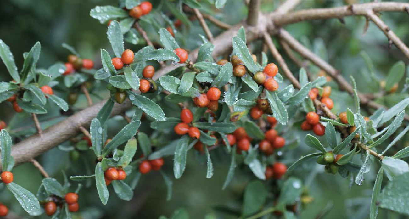  p>黄瑞香(学名: i>daphne giraldii /i>  nitsche)是瑞香科瑞香属