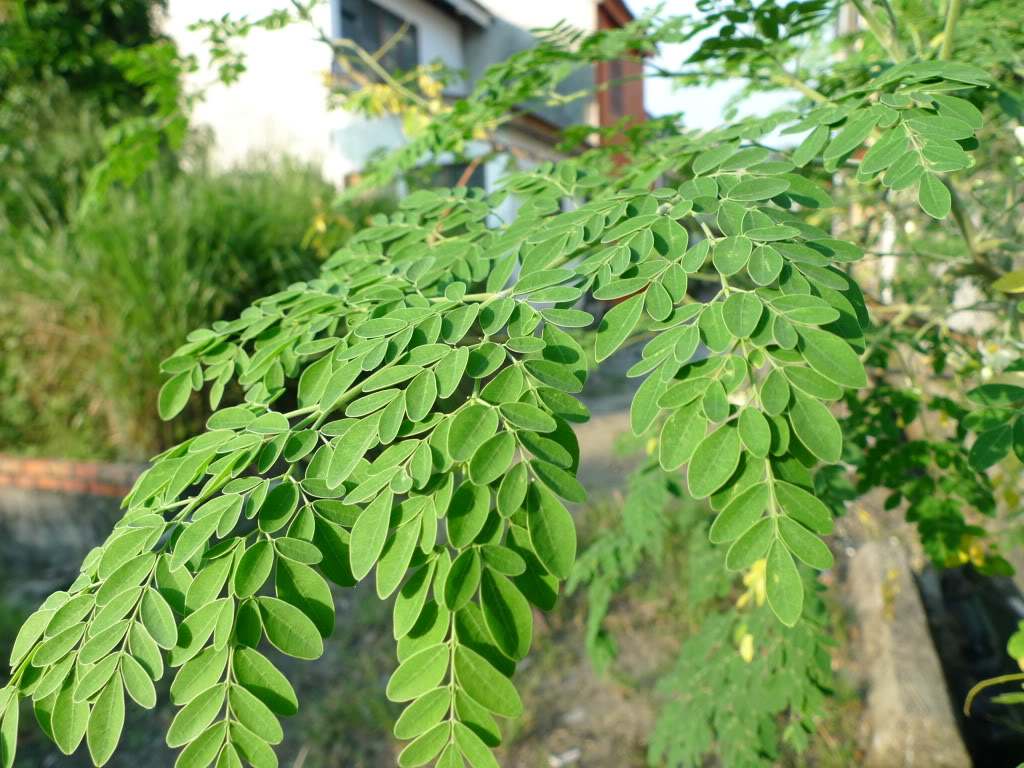 moringa oleifera