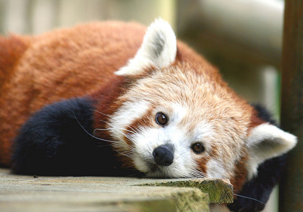  p>小熊猫(学名: i>ailurus fulgens /i>(f.