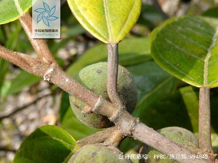 白背爬藤榕