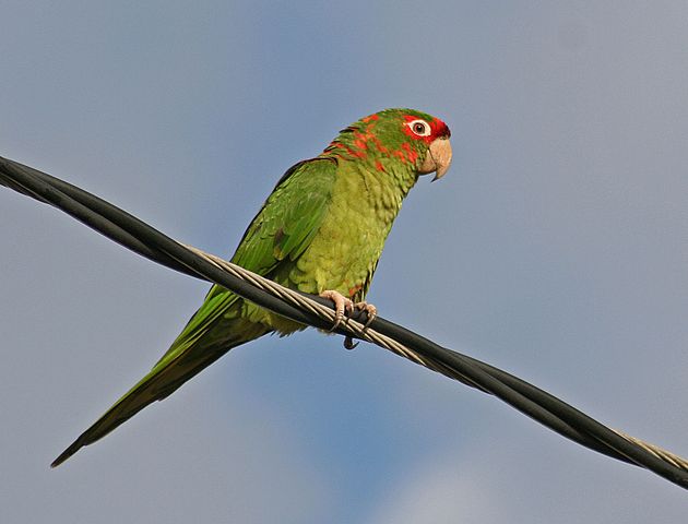  p>米特雷锥尾鹦鹉(学名:aratinga mitrata)有2个亚种,是典型的 a