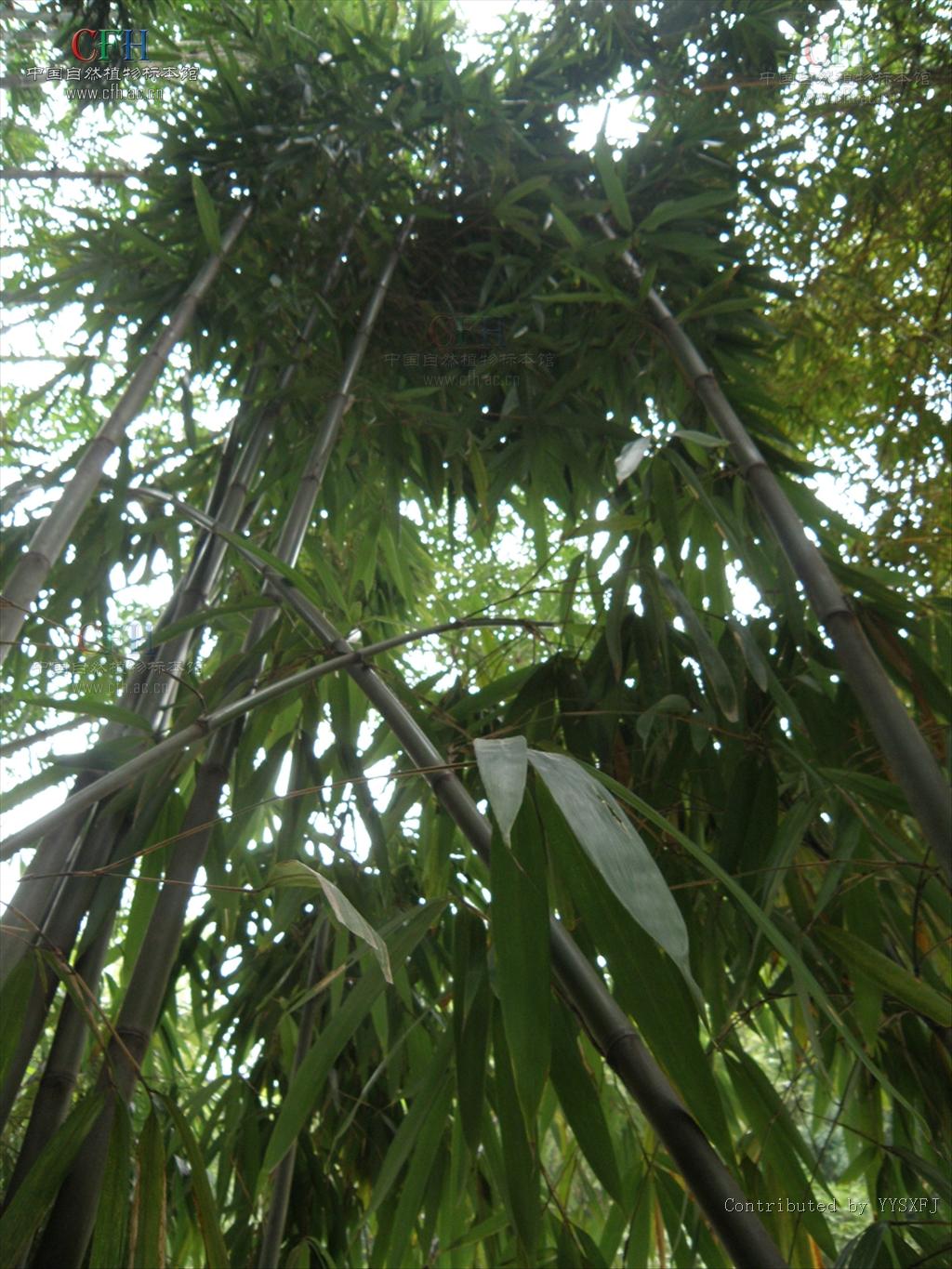  p>薄箨茶竿竹(学名:pseudosasa amabilis var.