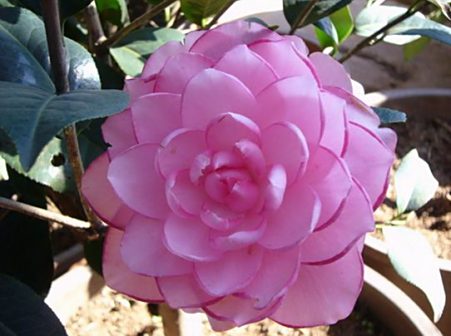<p>荷花仙子