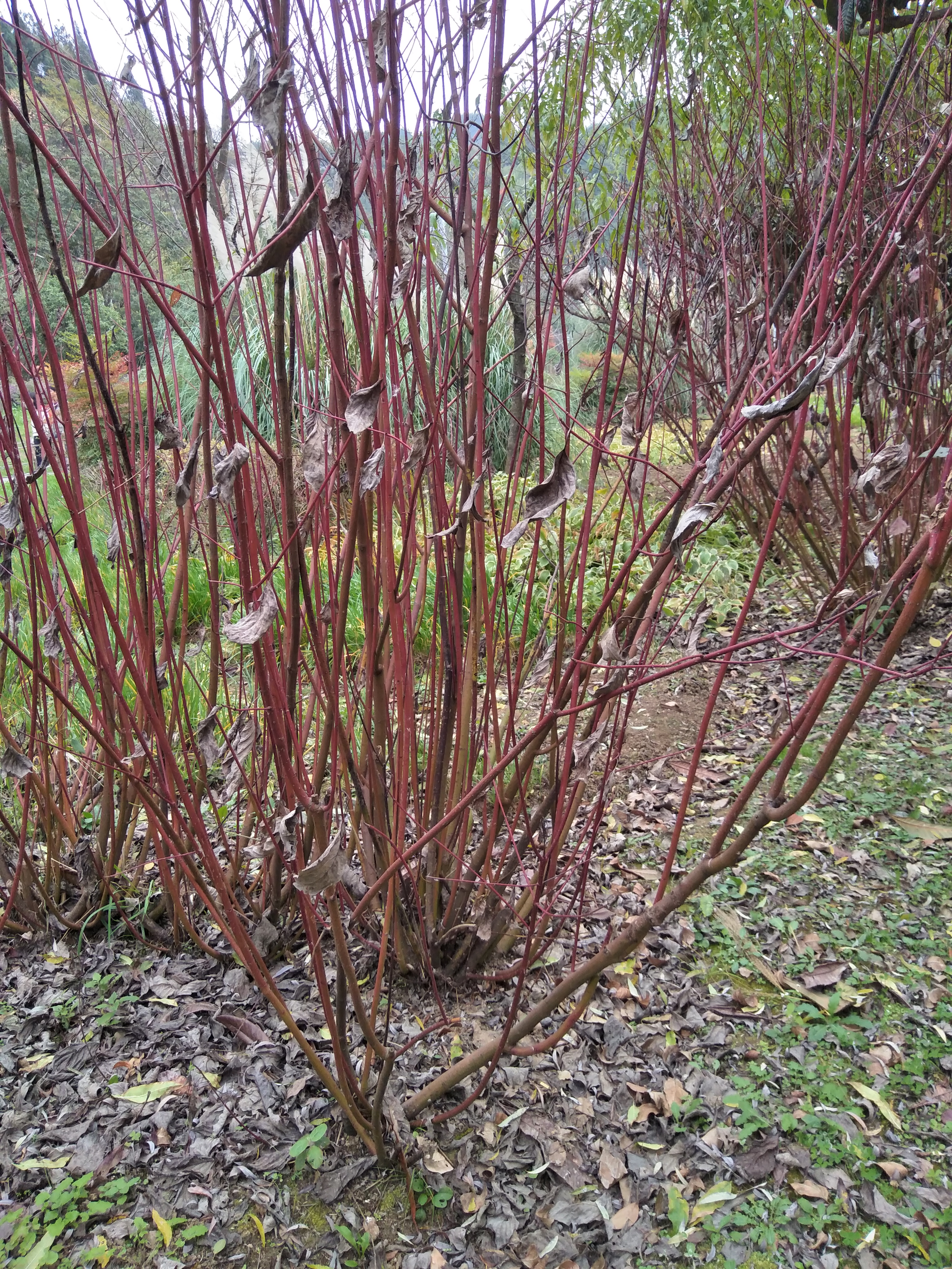 此外,国内一种砂岩,因颜色与红桃木相似,也称之为红桃木. /p>