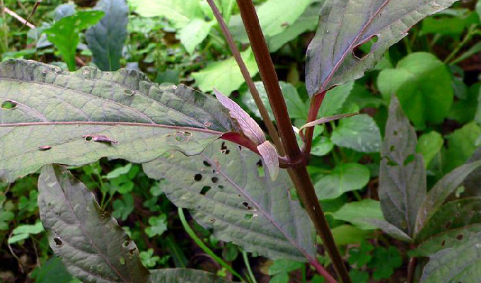  p> a href="#" data-lemmaid="4955420">柳叶牛膝 /a>,别名:红柳叶