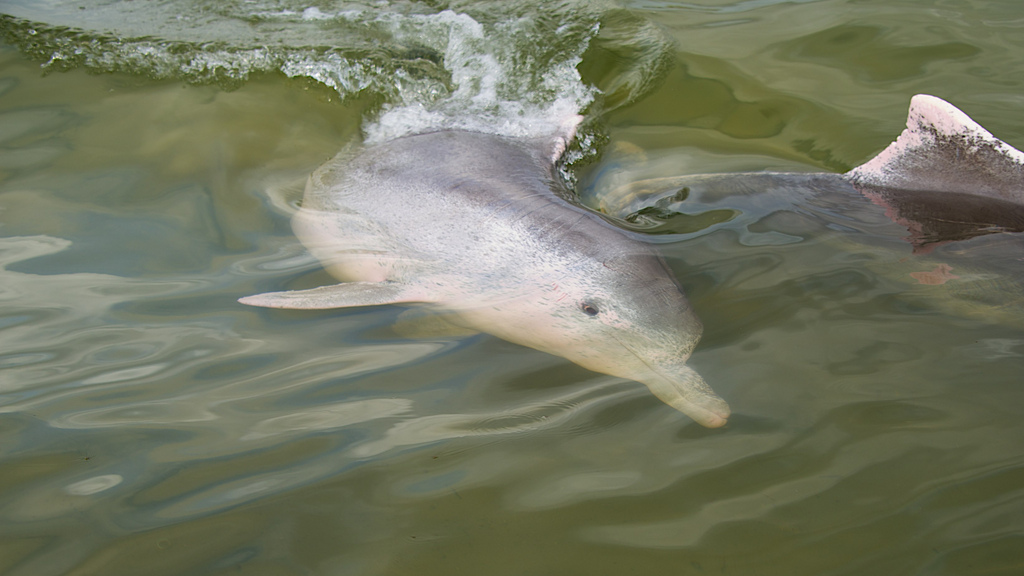  p>中华白海豚(学名: i>sousa chinensis /i>),属于鲸类的 a target="