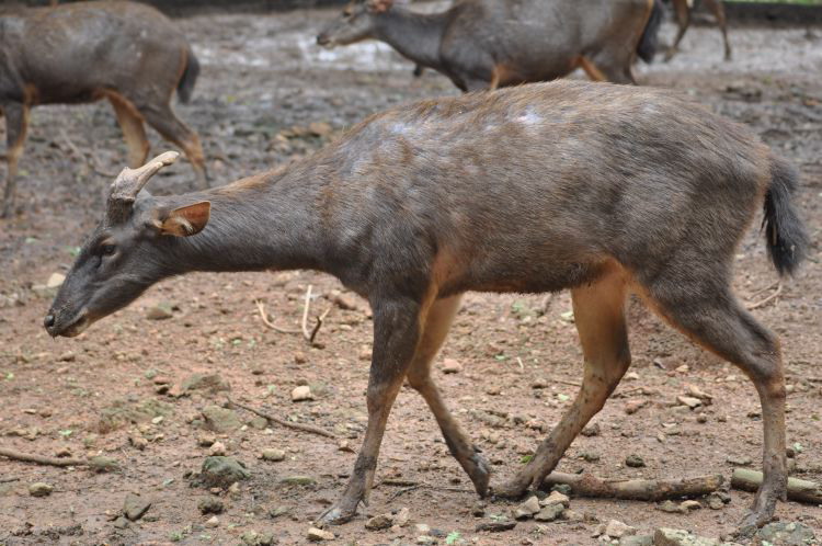  p>水鹿(学名: i>rusa unicolor /i>)体型粗壮接近 a target="_blank"