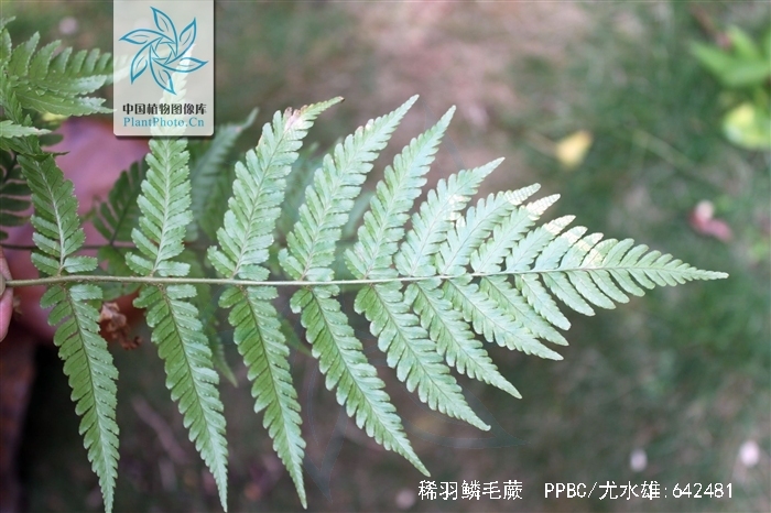dryopteris sparsa
