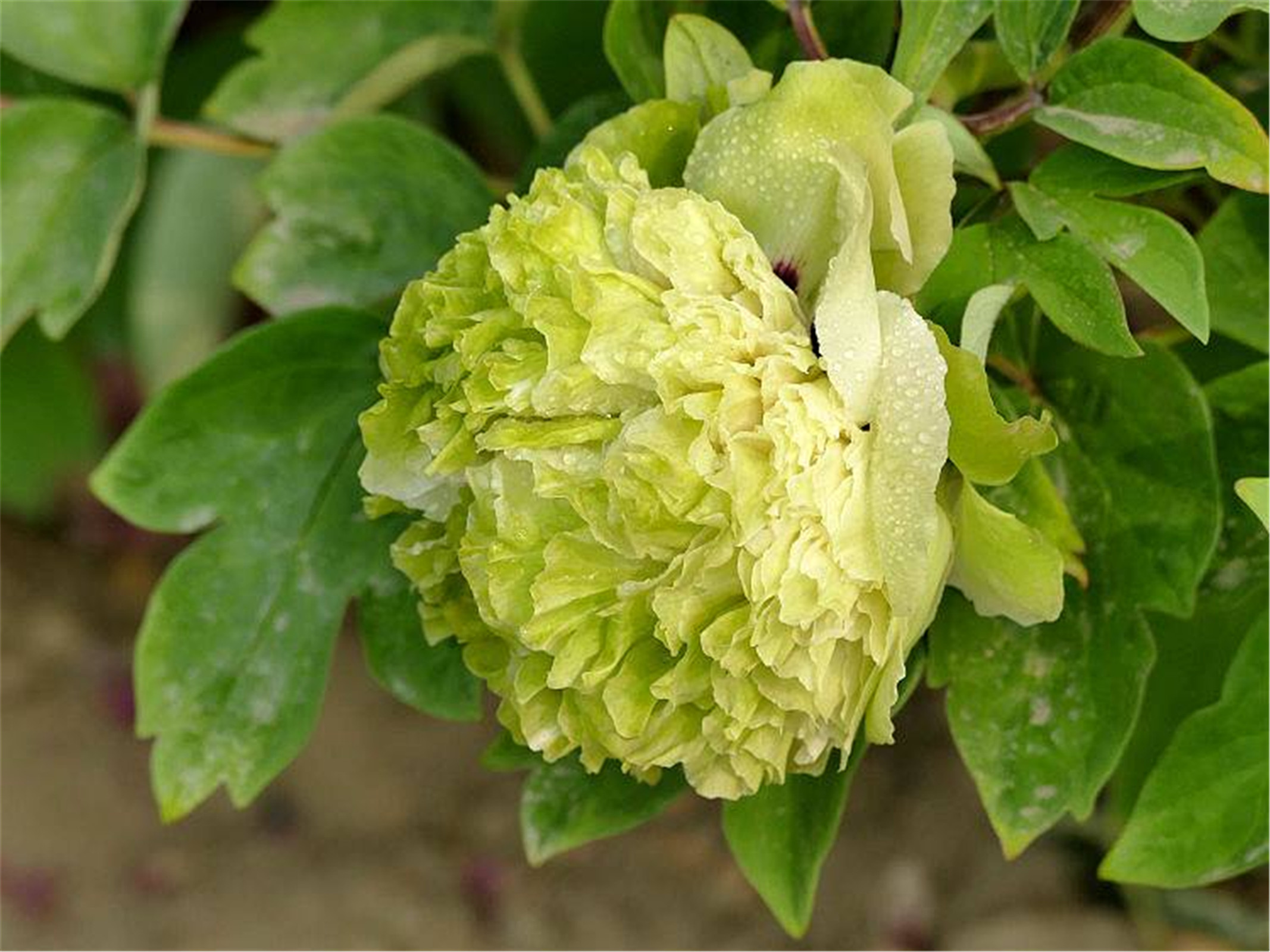 '): a href="#" data-lemmaid="6080">牡丹 /a>四大名品之一