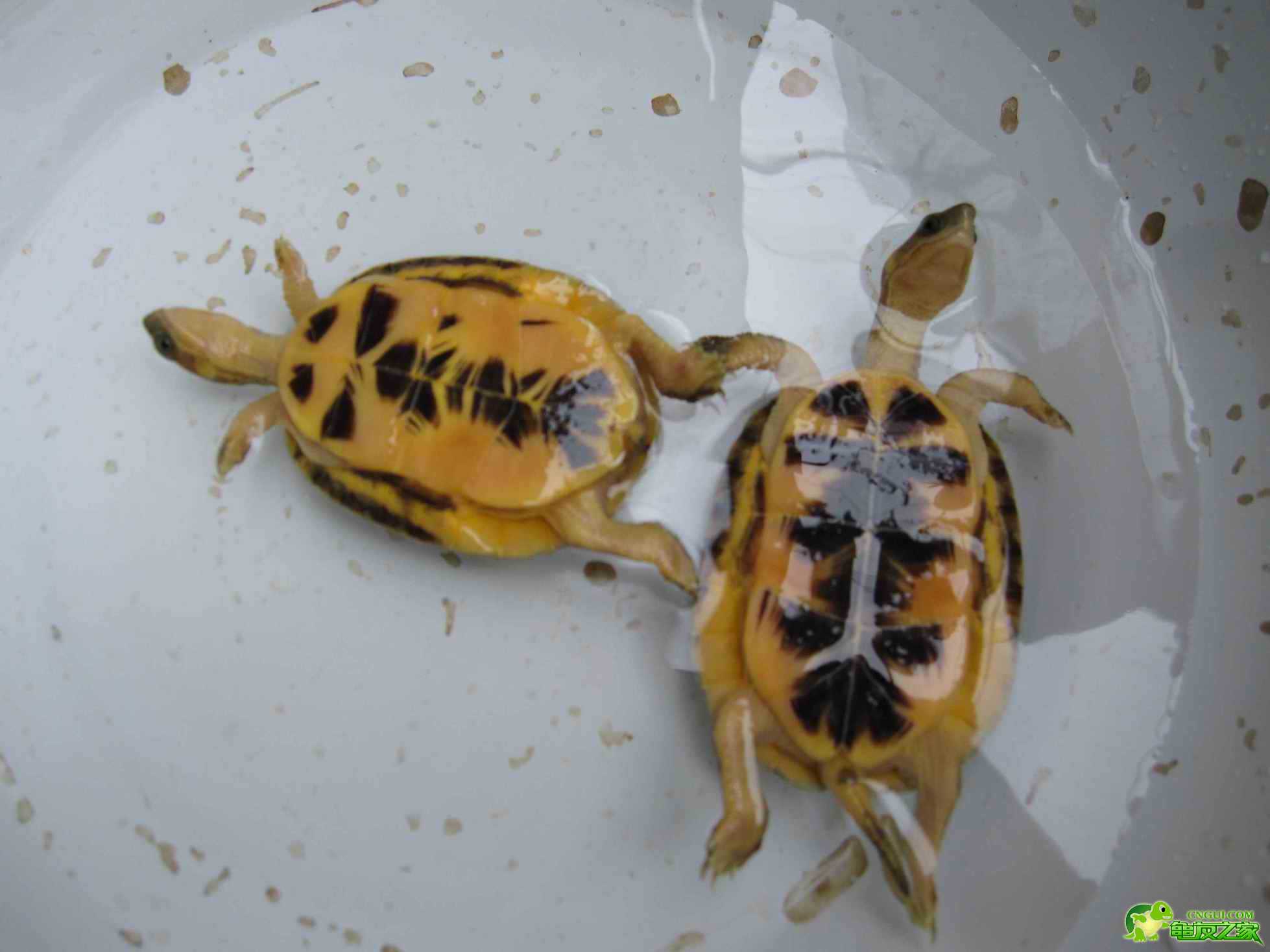  p>金头闭壳龟(学名: i>cuora aurocapitata /i>)是龟科,闭壳龟属动物