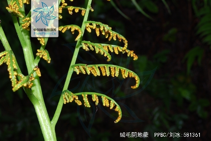 绒毛阴地蕨