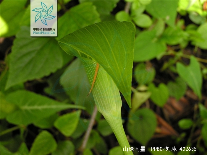  p>山珠南星,是 a href="#" data-lemmaid="6721720">天南星科 /a>