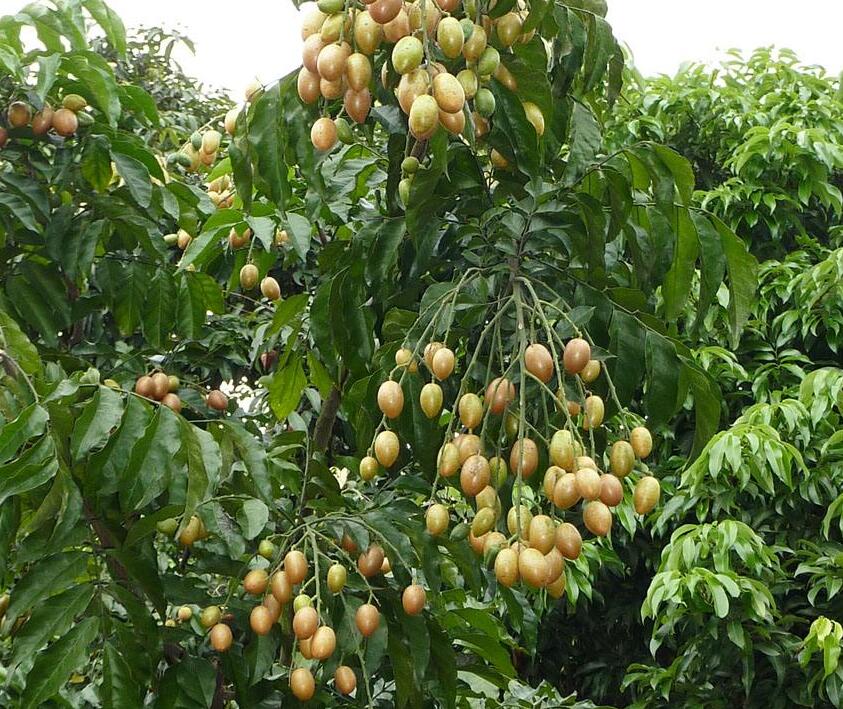  p>黄皮属(学名:clausena burm. f.)是芸香科的一个属.