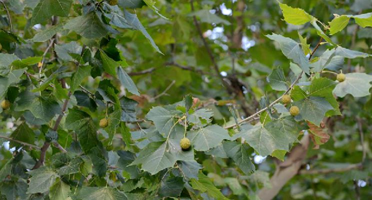  p>一球悬铃木(学名: i>platanus occidentalis /i> l.