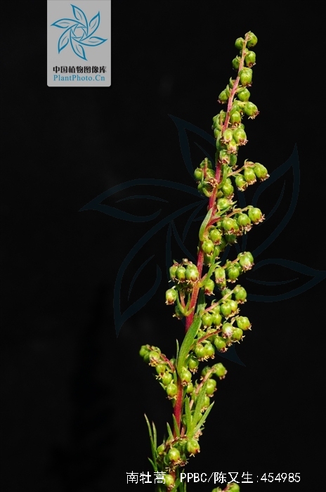  p>南牡蒿,中药名.