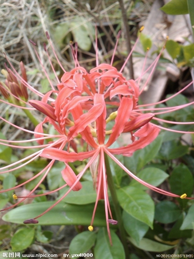  p>石蒜(学名: i>lycoris radiata /i>   (lher.) herb.