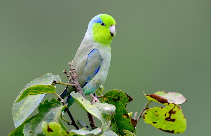  p>太平洋鹦哥(学名: i>forpus coelestis /i>)是一种小鹦鹉,体羽主要