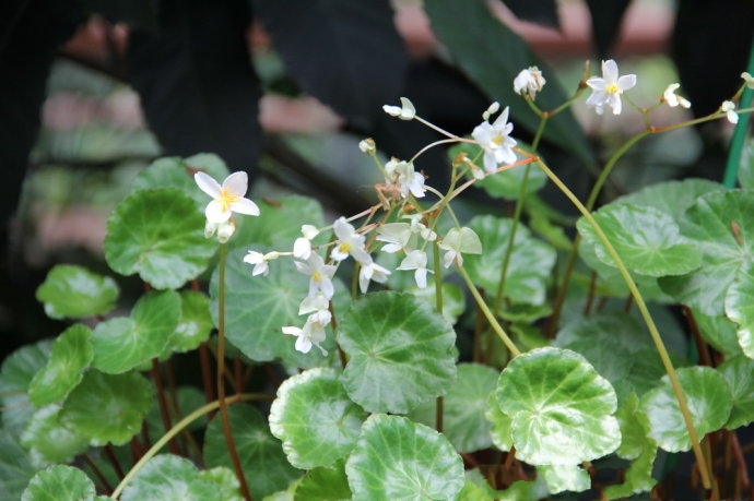 shui)是秋海棠科,秋海棠属多年生 a target="_blank" href="/item