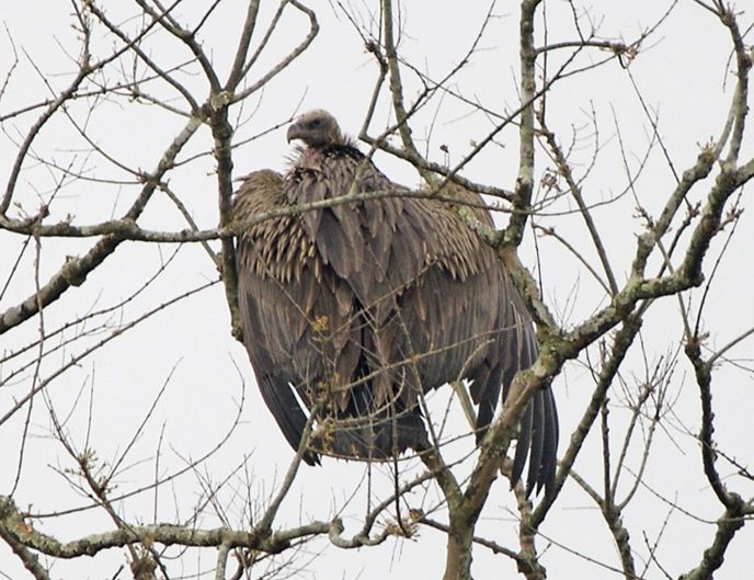  p>拟兀鹫(学名: i>gyps bengalensis /i>):是中型 a target="_blank"