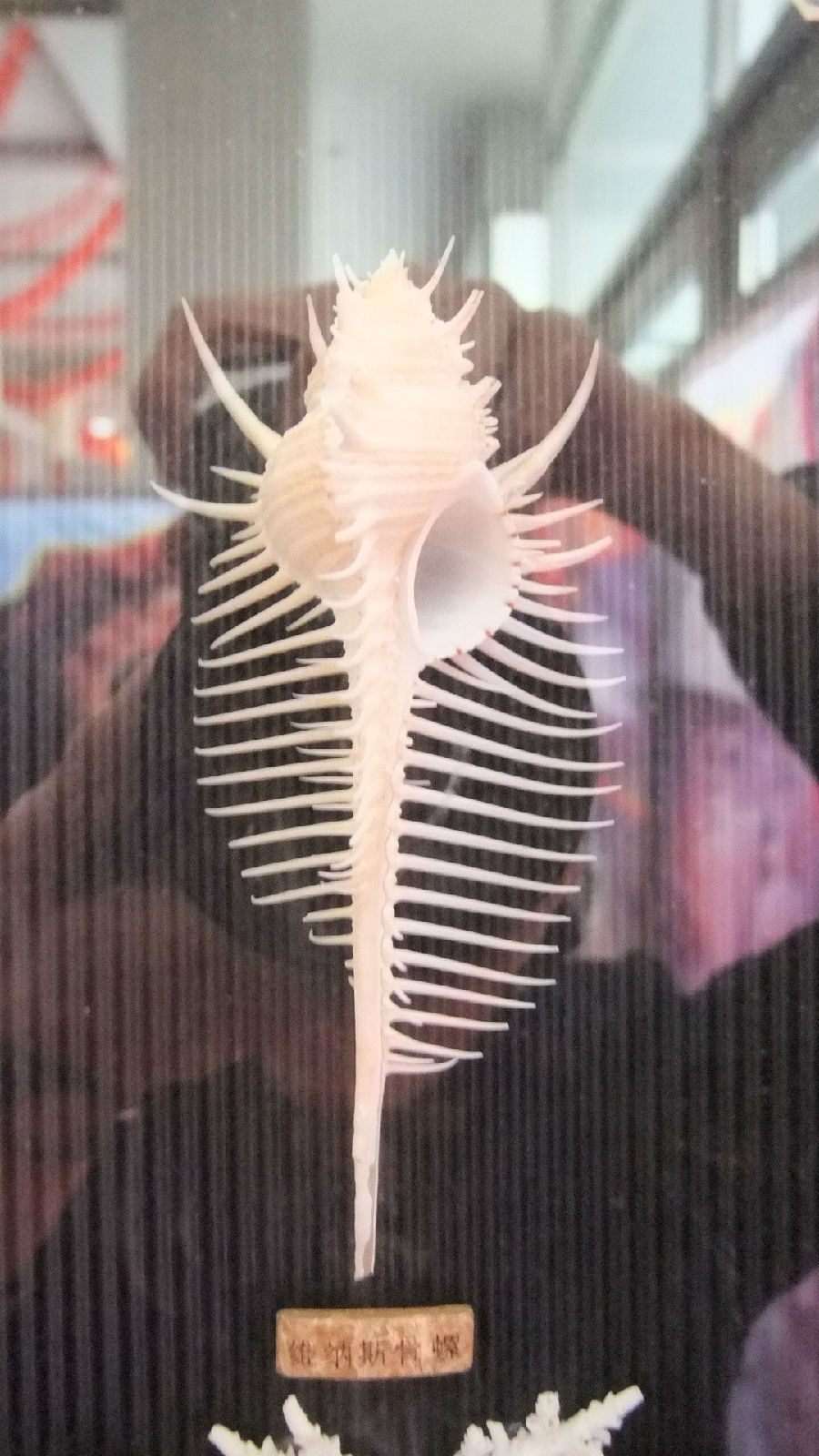  p>维纳斯骨螺,即 a href="#" data-lemmaid="2336992">栉棘骨螺 /a>