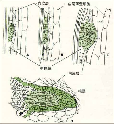 初生生长_百度百科