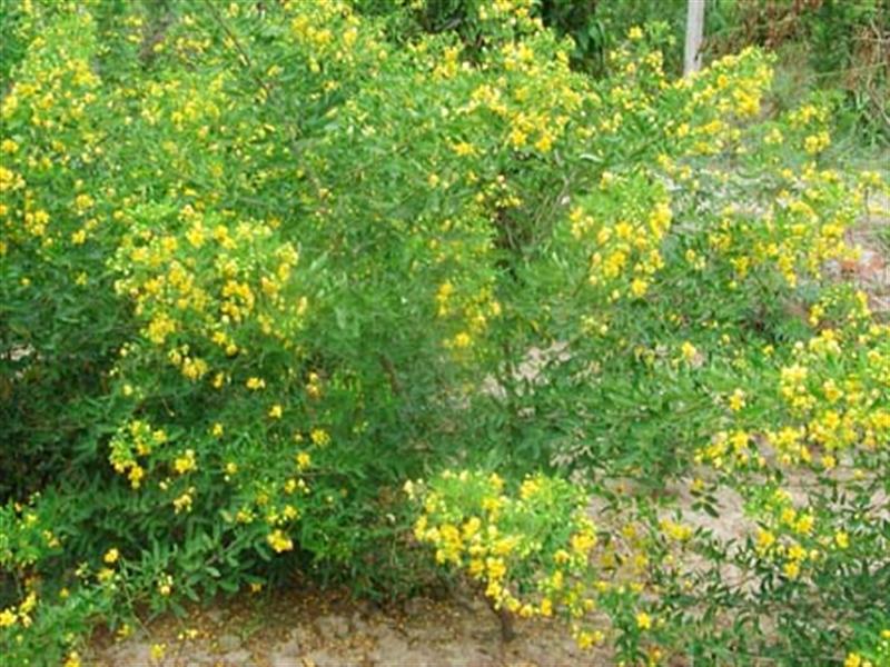  p>苏木科,caesalpiniaceae,云实科, a target="_blank" href="/item