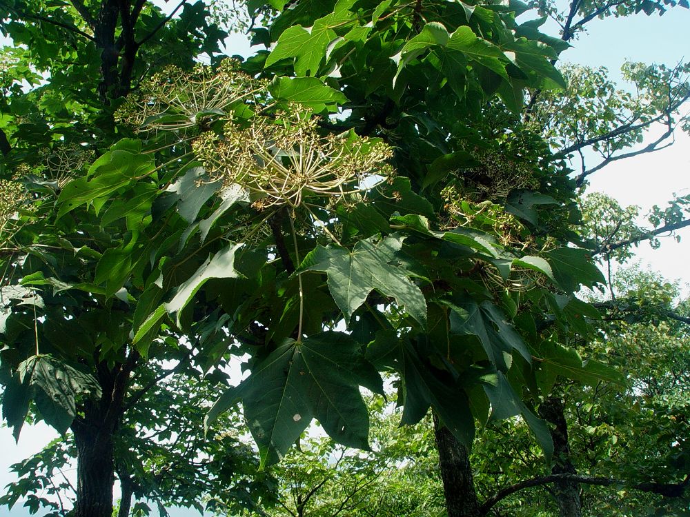 是五加科刺楸属植物,高可达30米.