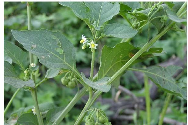 solanum nigrum l.