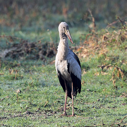  p>钳嘴鹳(学名: i>anastomus oscitans /i>): a href="#" data-lemma