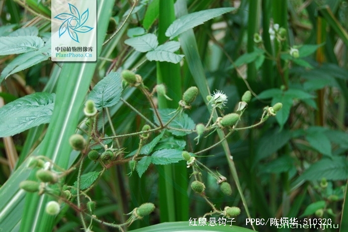  p>红腺悬钩子(学名: i>rubus sumatranus /i> miq.
