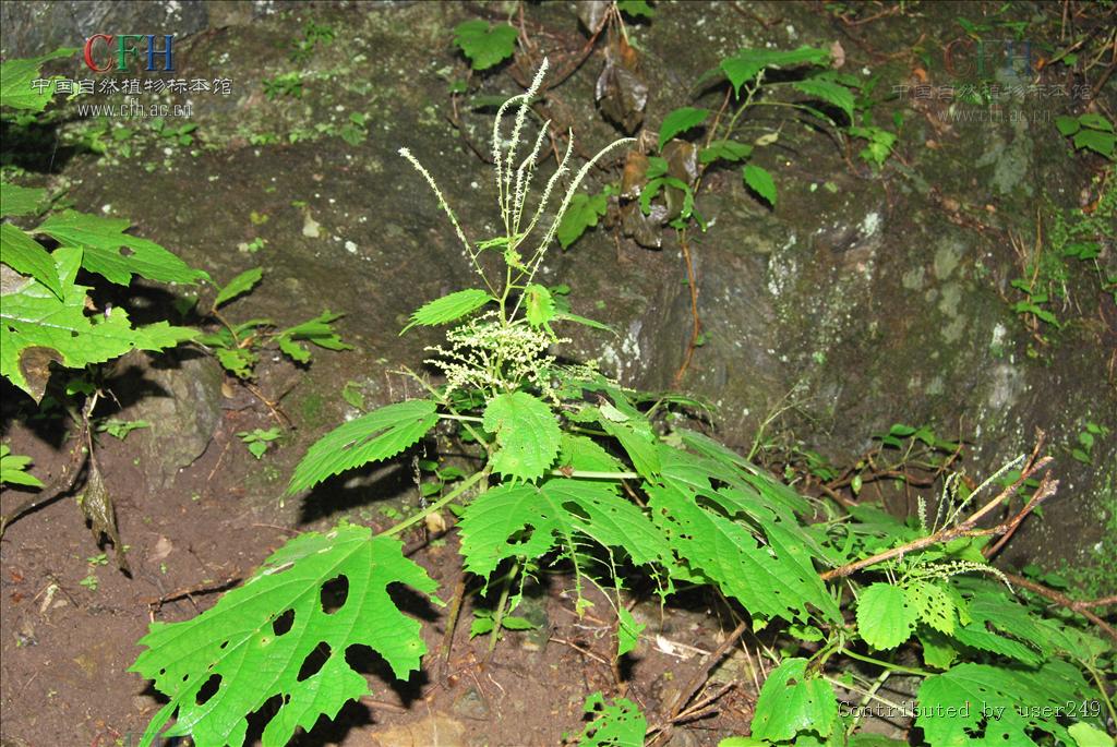 friis)是 a href="#" data-lemmaid="7723308">荨麻科艾麻属 /a>植物