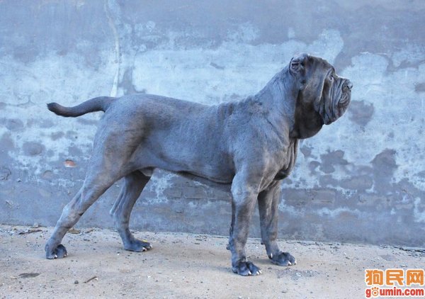  p>纽波利顿獒犬属于古老的品种,步伐如熊一般的缓慢,沉重.