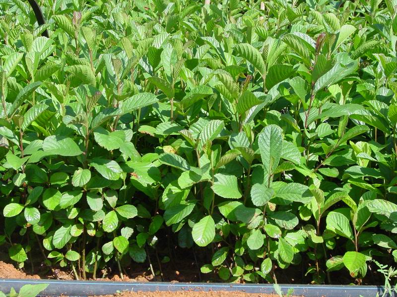  p>川滇桤木(学名: i>alnus ferdinandi-coburgii  /i>schneid.