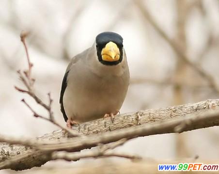  p>黑头蜡嘴雀(学名: i>eophona personata /i>):体长17-20厘米,全身