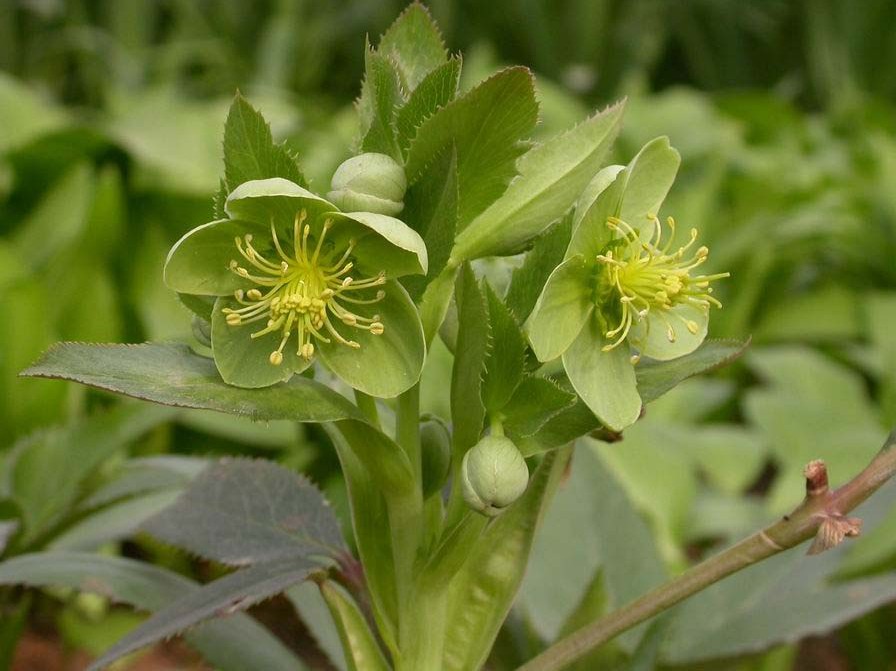 helleborus orientalis