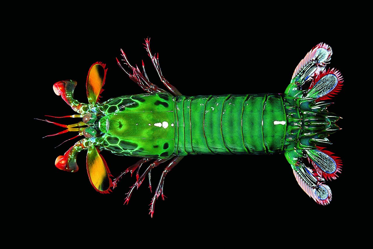  p>雀尾螳螂虾(学名: i>odontodactylus scyllarus /i>):是软甲纲,齿