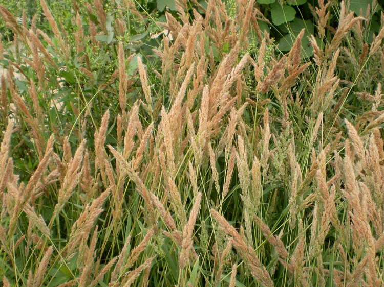  p>棒头草属(学名: i>polypogon desf.  /i>fl. atlant.