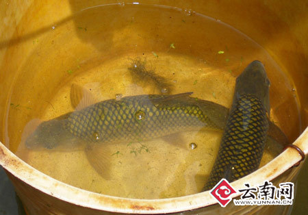  p>云南鲤,学名: i>cyprinus yunnanensis  /i>(t. l.