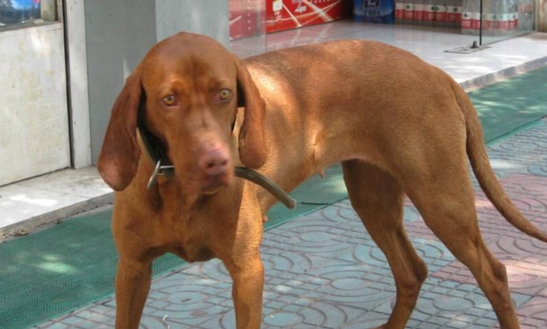 切萨皮克湾寻猎犬