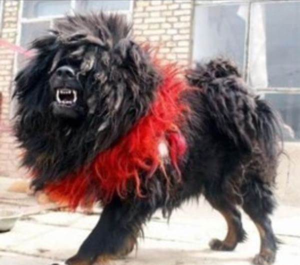  p>鬼獒是 a target="_blank" href="/item/藏獒/5311" data-lemmaid=