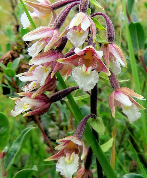  p>新疆火烧兰(学名: i>epipactis palustris /i>  (l.