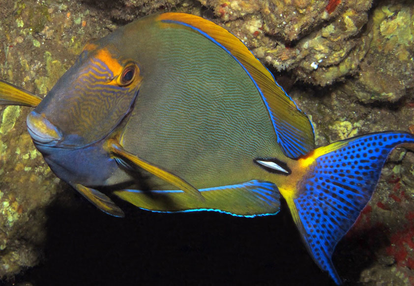  p>额带刺尾鱼又称 a target="_blank" href="/item/杜氏刺尾鲷