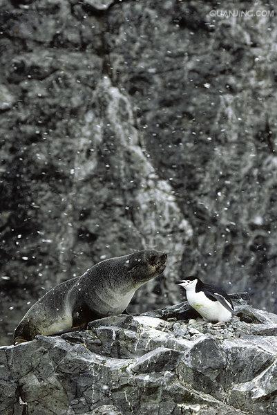  p>帽带企鹅(学名: i>pygoscelis antarctica /i>):最明显的特征是