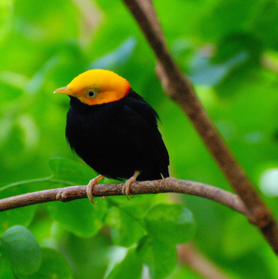  p>侏儒鸟(nanantius):美洲热带森林地区雀形目,儒鸟科的59种鸟类.