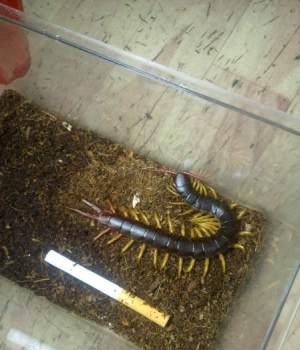  p>越南巨人蜈蚣(学名:scolopendra subspinipes),是亚洲最大的蜈蚣