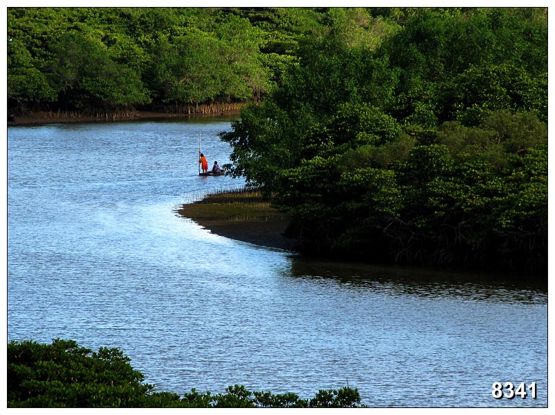  p>后港湾红树林,地处海南省文昌市八门湾清澜港,故又称作八门湾