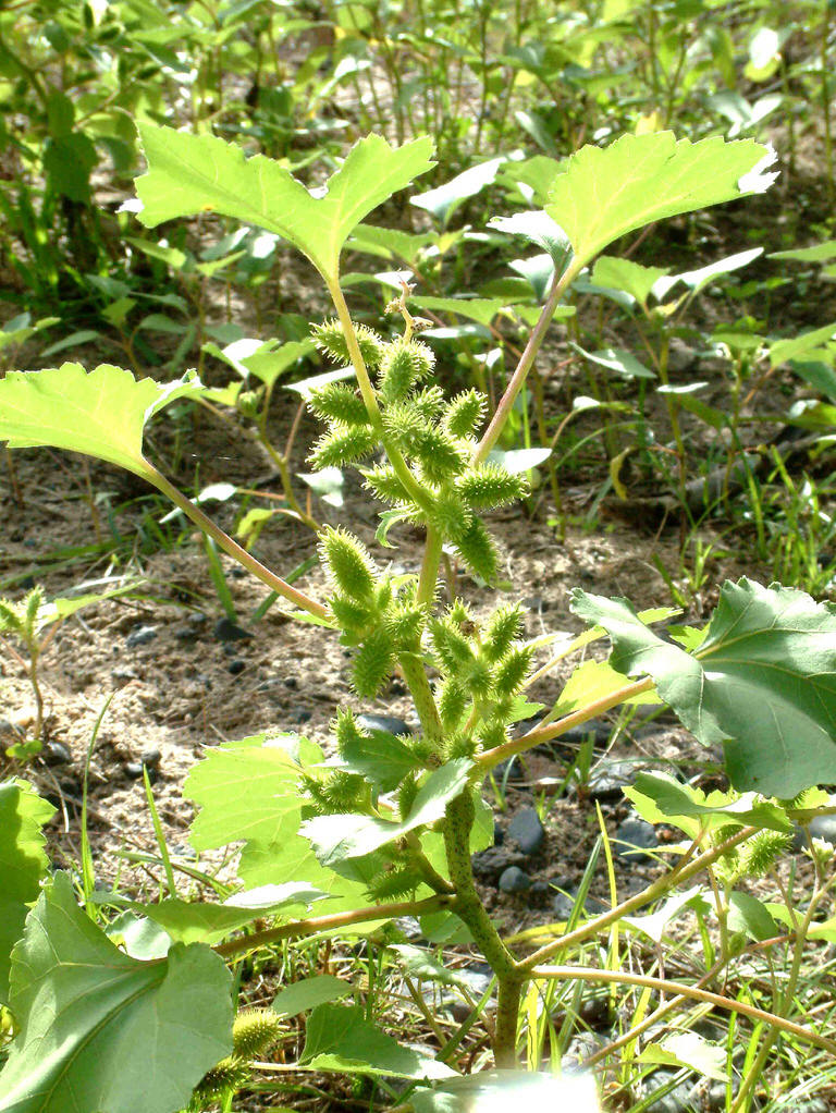  p>苍耳属(拉丁学名:xanthium l.