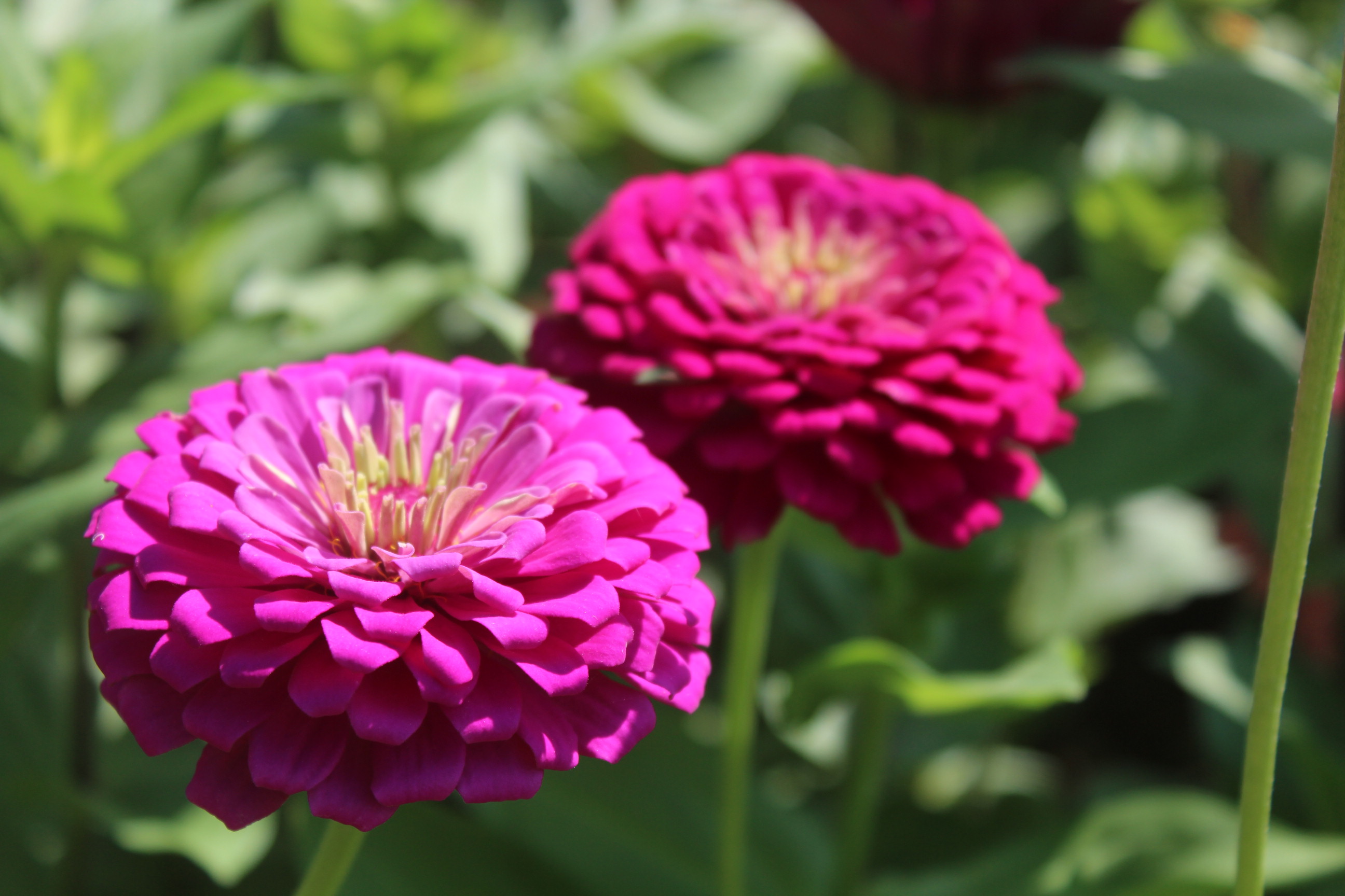 zinnia elegans jacq.