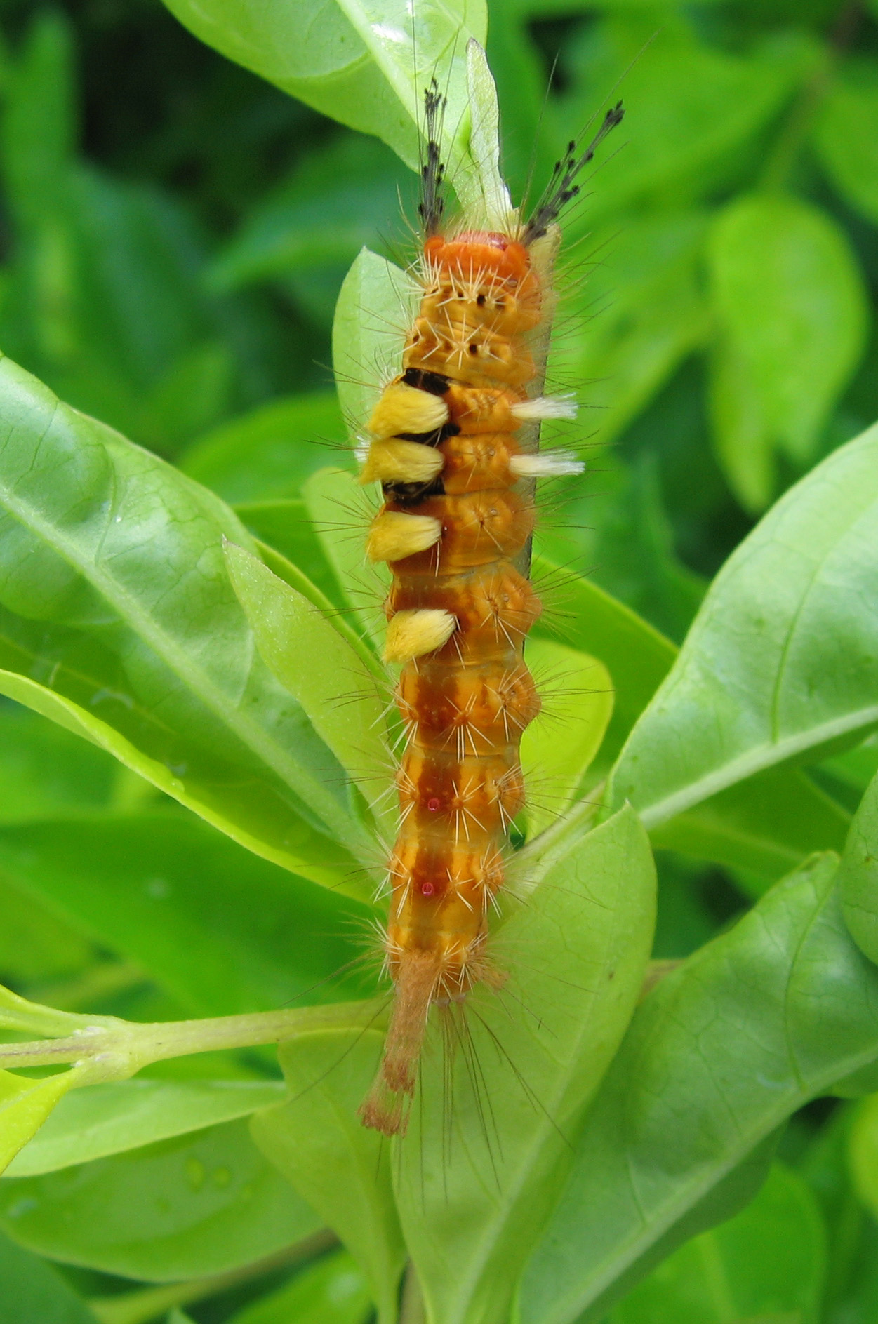  p>侧柏毒蛾( i>parocneria furva /i>&nbsp;leech,1888)属鳞翅目