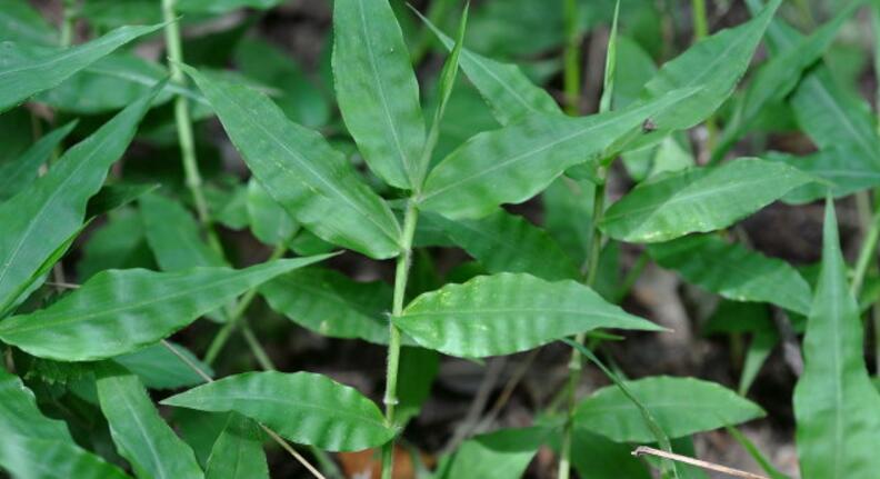 是禾本科,求米草属植物,多年生草本.